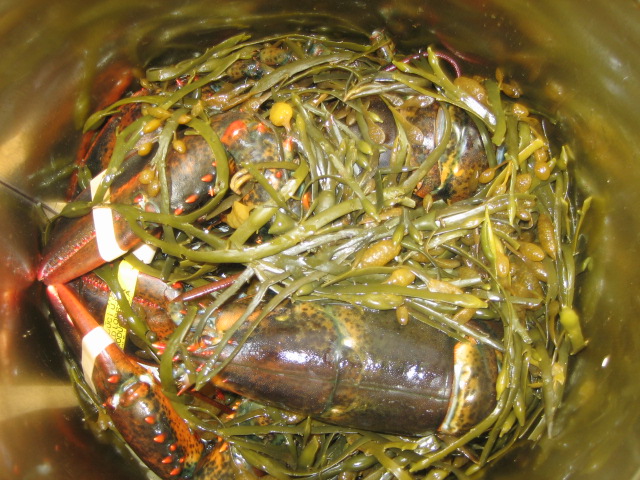 langoustines-court-bouillon-algues